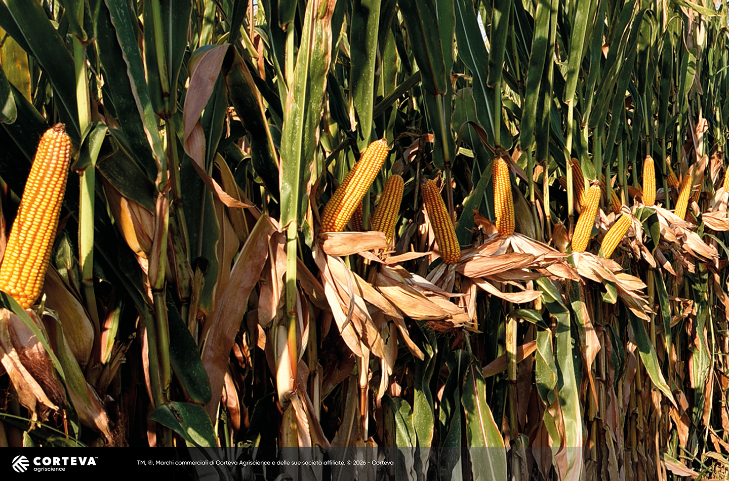 Foto dell'ibrido di mais Pioneer P03376