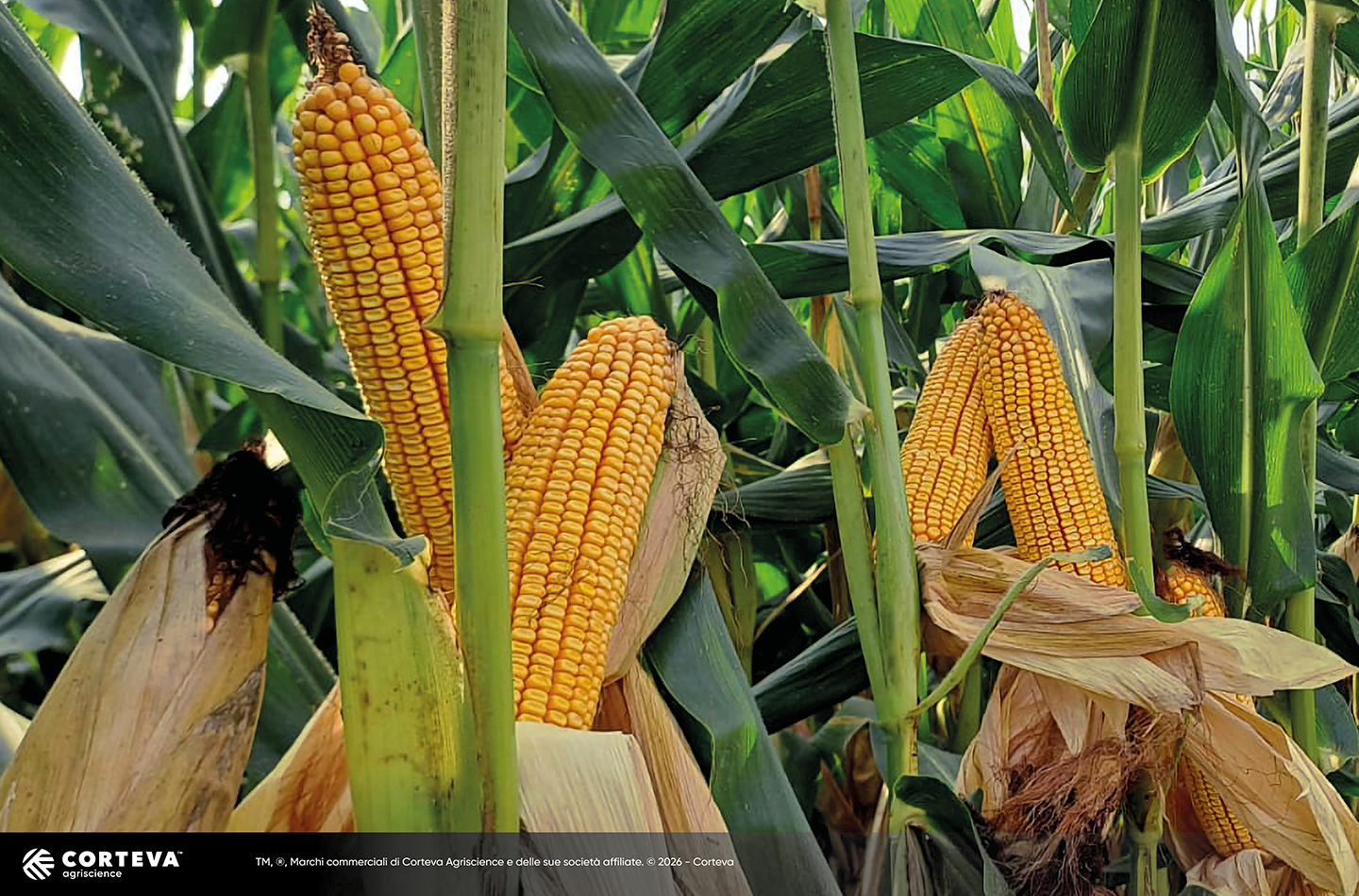 Foto dell'ibrido di mais Pioneer P08316