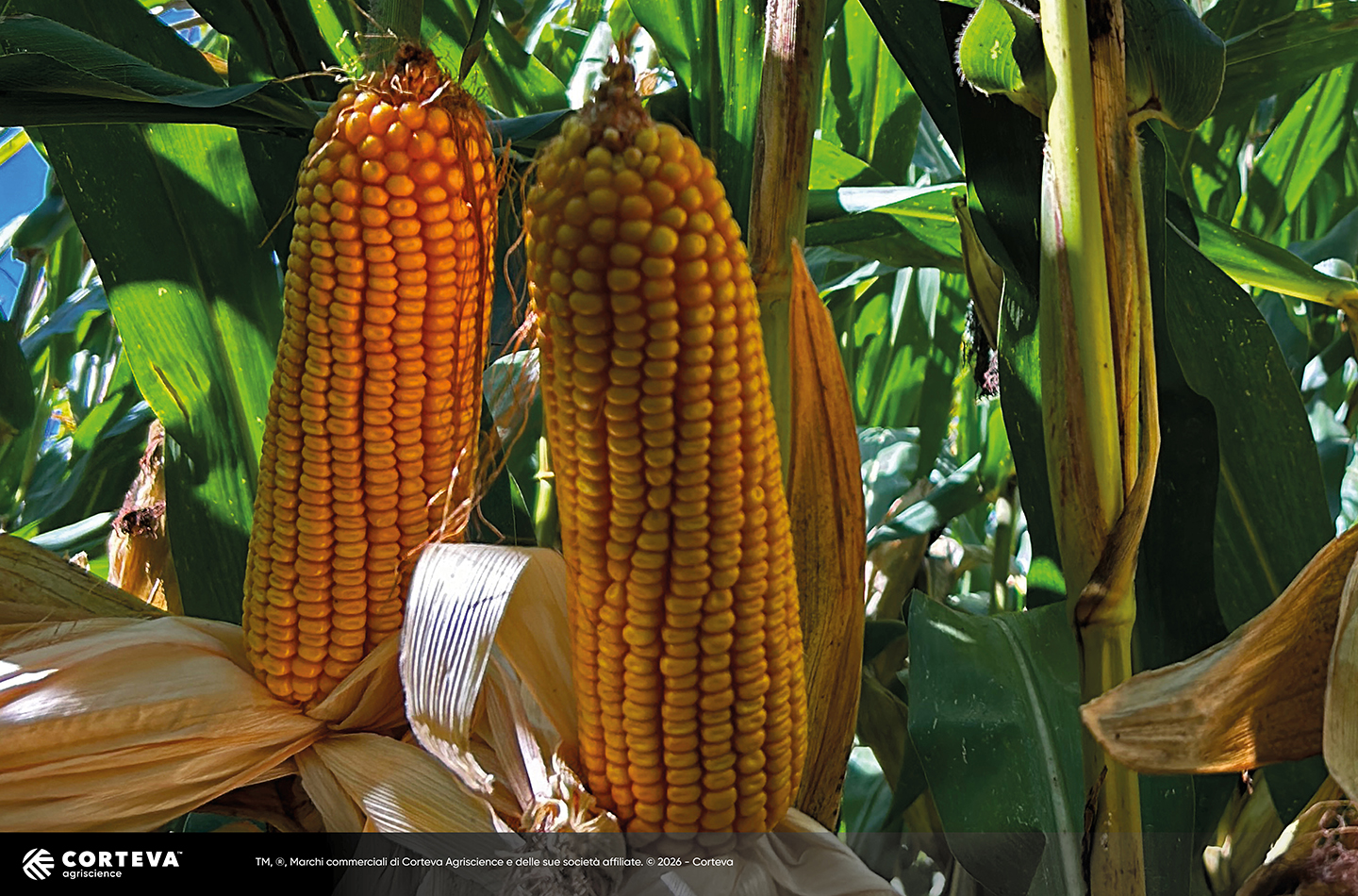 Foto dell'ibrido di mais Pioneer P10112