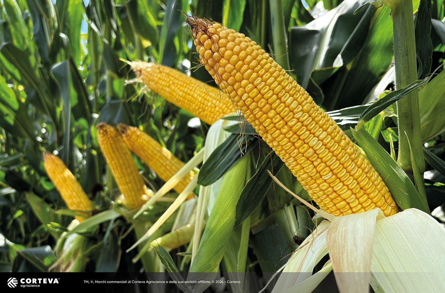 Foto dell'ibrido di mais Pioneer P18610