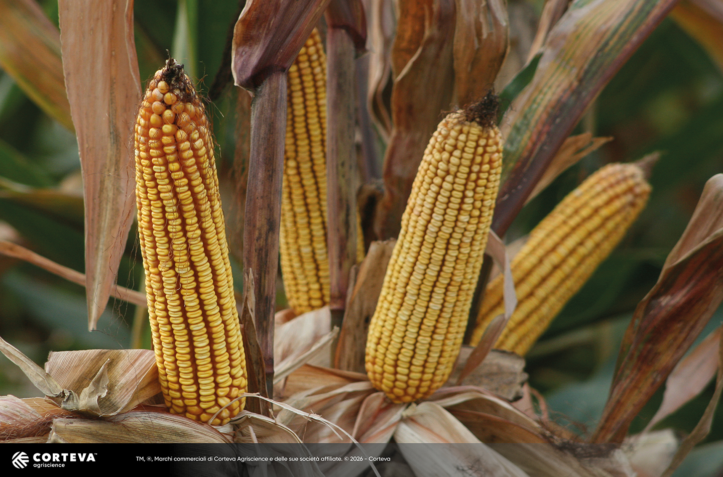 Foto dell'ibrido di mais Pioneer P99474